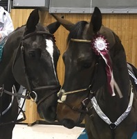 Bienvenue au Centre Equestre de Trigny